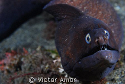 Black moray by Victor Amor 